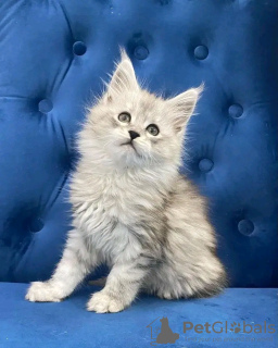 Photo №2 de l'annonce № 118135 de la vente maine coon - acheter à USA annonce privée