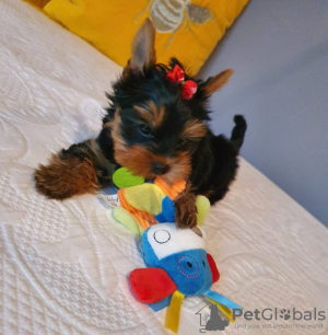 Photo №4. Je vais vendre yorkshire terrier en ville de Bamberg. annonce privée - prix - 265€