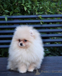 Photo №4. Je vais vendre spitz nain en ville de Skopje.  - prix - négocié