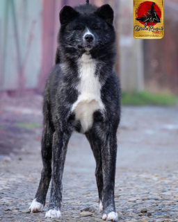 Photo №1. akita (chien) - à vendre en ville de Krasnodar | Négocié | Annonce №5605