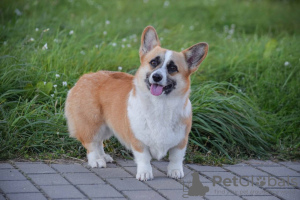 Photos supplémentaires: Welsh Corgi 3 mois (parents titrés)