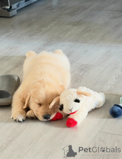 Photo №2 de l'annonce № 173322 de la vente golden retriever - acheter à Pologne annonce privée