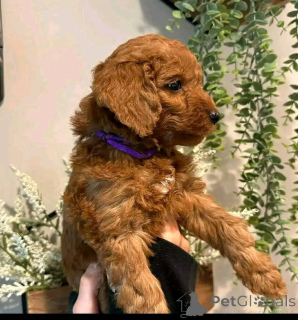 Photo №2 de l'annonce № 138632 de la vente bichon havanais - acheter à USA éleveur