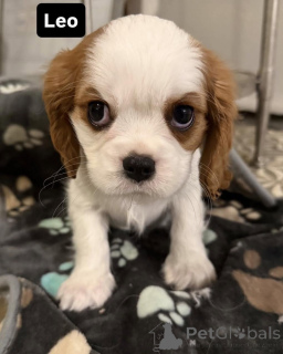 Photo №2 de l'annonce № 169612 de la vente cavalier king charles spaniel - acheter à La finlande annonce privée