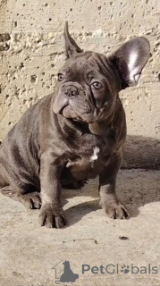 Photo №4. Je vais vendre bouledogue en ville de Vršac. éleveur - prix - négocié