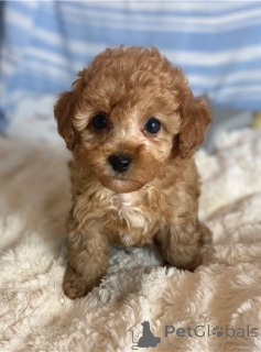 Photo №1. chien bâtard - à vendre en ville de Degerdal | négocié | Annonce №162094