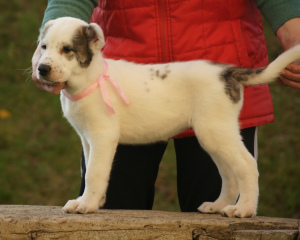 Photos supplémentaires: Chiot berger blanc asie fille tigre blanc