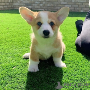 Photo №2 de l'annonce № 117970 de la vente welsh corgi - acheter à Suède 