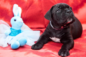 Photo №2 de l'annonce № 4089 de la vente cane corso - acheter à Fédération de Russie annonce privée, éleveur