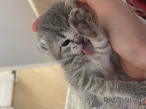 Photo №1. british shorthair - à vendre en ville de Дублин | 550€ | Annonce № 139326