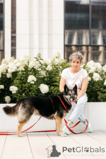 Photo №3. Chris Dog avec un cœur énorme et un espoir calme.. Fédération de Russie