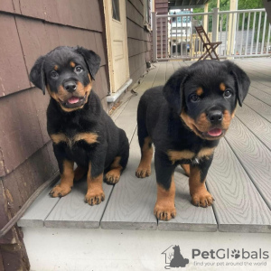 Photo №1. rottweiler - à vendre en ville de Berlin | négocié | Annonce №119708