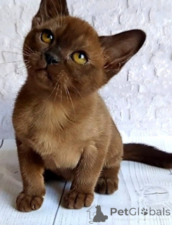 Photo №1. burmese - à vendre en ville de Achenkircch | 350€ | Annonce № 171158