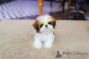 Photo №4. Je vais vendre shih tzu en ville de Huntington Beach. éleveur - prix - négocié