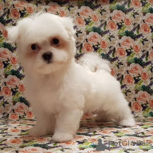 Photo №1. bichon maltais - à vendre en ville de Terre Haute | négocié | Annonce №108747