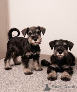 Photo №1. schnauzer miniature - à vendre en ville de Grains | négocié | Annonce №177023