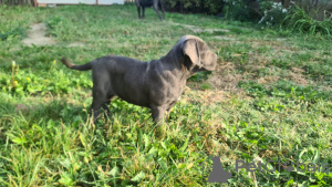 Photos supplémentaires: CANE CORSO beaux chiots