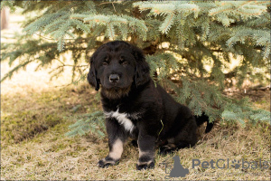 Photos supplémentaires: Chiots Khotosho (chien bouriate)