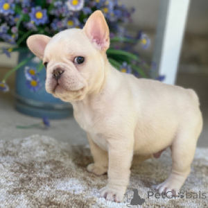 Photo №1. bouledogue - à vendre en ville de Berlin | négocié | Annonce №167061
