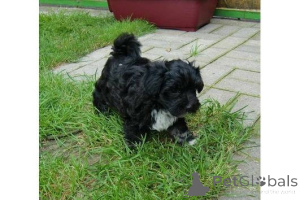 Photo №1. bolonka - à vendre en ville de Ludwigsburg | négocié | Annonce №167106