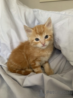 Photo №2 de l'annonce № 134855 de la vente maine coon - acheter à Allemagne annonce privée, de la fourrière, de l'abri, éleveur