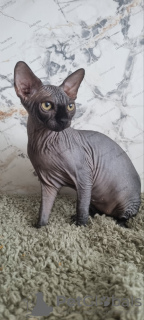 Photo №4. Je vais vendre sphynx en ville de Kettering. éleveur - prix - 2000€