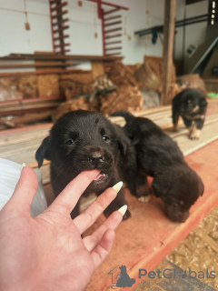 Photos supplémentaires: Les bébés chiots recherchent de toute urgence un foyer !