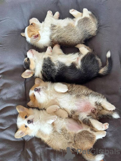 Photo №2 de l'annonce № 150722 de la vente welsh corgi - acheter à Allemagne annonce privée