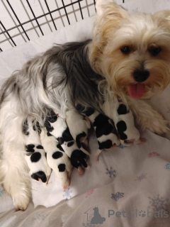 Photo №1. biewer yorkshire terrier - à vendre en ville de Yoqneam | négocié | Annonce №175694