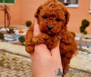 Photos supplémentaires: Caniche jouet ours en peluche