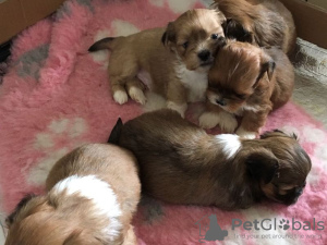 Photo №1. lhassa apso - à vendre en ville de Gelsenkirchen | 331€ | Annonce №127307