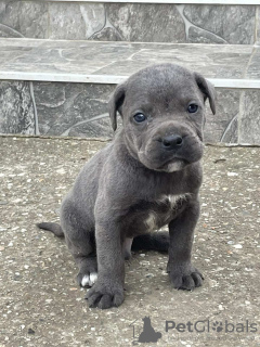 Photo №2 de l'annonce № 53637 de la vente cane corso - acheter à Serbie annonce privée