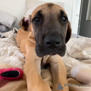 Photo №2 de l'annonce № 100196 de la vente dogue allemand - acheter à Hongrie annonce privée