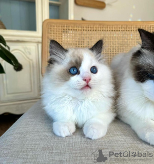 Photo №1. ragdoll - à vendre en ville de Даллас | 265€ | Annonce № 105106