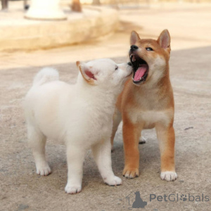 Photo №2 de l'annonce № 168384 de la vente shiba - acheter à Suède annonce privée, éleveur