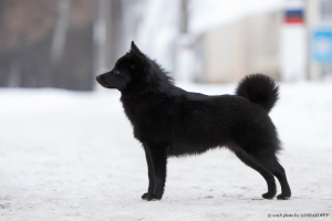 Schipperke