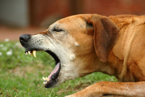Toux de chien: causes et traitement