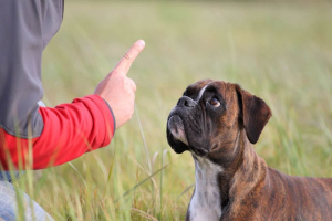 Comment enseigner à un attelage de chiens "Place"