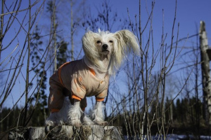 Chien à crête chinoise (Chinese crested dog)