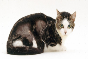Dermatite de chat: types, symptômes et traitement