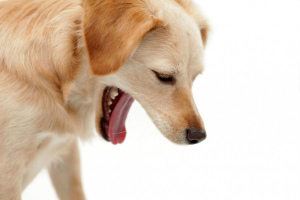 Vomissements blancs et jaunes chez un chien: causes, traitement