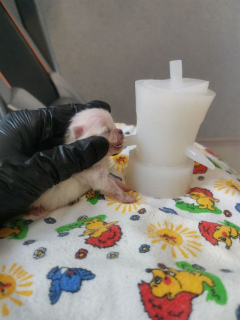 Nourrir les chiots nouveau-nés