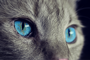 Maladie de chat fréquente: symptômes et traitement