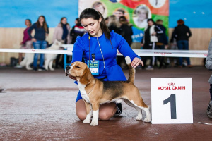 Calendrier des expositions canines en Russie