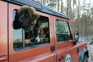 Caractéristiques voyager avec un chien en voiture