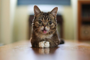 Pourquoi les chats sortent-ils le bout de leur langue?