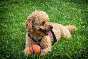 Caniche (Poodle)