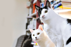 Tricoter un chat: comment avoir une progéniture en bonne santé?