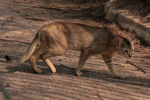 Chausie