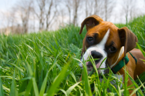 Pourquoi les chiens mangent-ils de l'herbe?